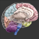 3D Brain